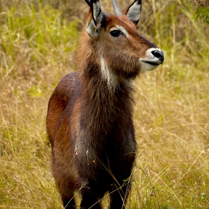 Cobe à croissant éseulé - Rwanda  - collection de photos clin d'oeil, catégorie animaux